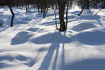 Nature of Inari