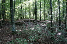 Forêt au sol accidenté.