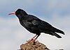 A Cornish Chough