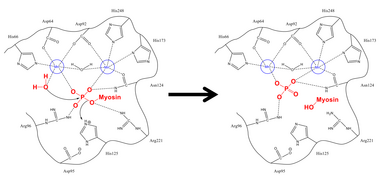 PP1 mechanism for myosin phosphatase.png