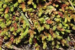 Thumbnail for File:Sedum acre 118157500.jpg