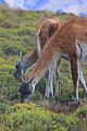 Guanacos (Lama guanicoe)