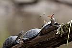 Dos mariposas bebiendo lágrimas de tortugas