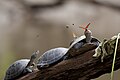 Image 19Red-headed Amazon River turtles