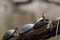 #1; Two Julia Butterflies (Dryas iulia) drinking the tears of turtles in Ecuador. The turtles placidly permit the butterflies to sip from their eyes as they bask on a log. This "tear-feeding" is a phenomenon known as lachryphagy. Attribution: amalavida.tv (flickr) (CC BY-SA 2.0)