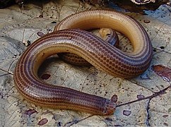 Amerotyphlops brongersmianus