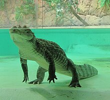 Un caïman dans un bassin vu de trois-quart face, l'animal a les pattes arrière posées sur le fond du bassin et la majeure partie du corps en dessous de la surface de l'eau, seuls le haut du crâne est émergé.