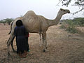 Traite d'une chamelle au Niger