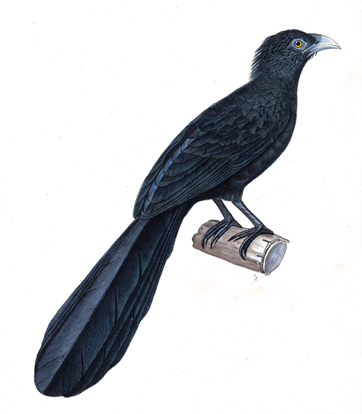 File:Centropus menbeki - 1825-1838 - Print - Iconographia Zoologica - Special Collections University of Amsterdam - UBA01 IZ18800175.png