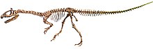 Reconstructed holotype skeleton