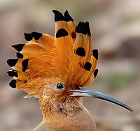 Hoopoe in Satchori National Park, Bangladesh