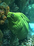 Moray eel at the aquarium.