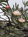 Protea caffra