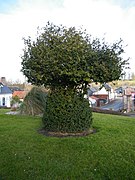 Buis taillé près de l'église.