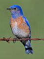 Western bluebird