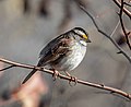 71 White-throated sparrow (94058)2 uploaded by Rhododendrites, nominated by Rhododendrites,  18,  0,  0