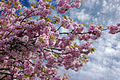 Blossoming Prunus serrulata