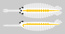 Eyes (deep blue and black), brain (light blue) and digestive system (yellow) of Radiodonta (left), Kerygmachela (Center) and Opabinia (Right)