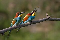 #1; European Bee-eater, Ariège, France. The female (in front) awaits the offering which the male will make. Pierre Dalous (User:Kookaburra 81)