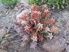 Astroloba rubriflora