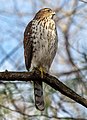 84 Cooper's hawk in Prospect Park (22513) uploaded by Rhododendrites, nominated by Cmao20,  21,  0,  1