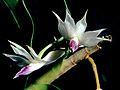 Dendrobium amethystoglossum[исп.]