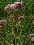 Eupatoire chanvrine (Eupatorium cannabinum) ; clairières, bords des chemins.