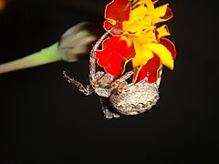 Huge spider on marigold (2).jpg