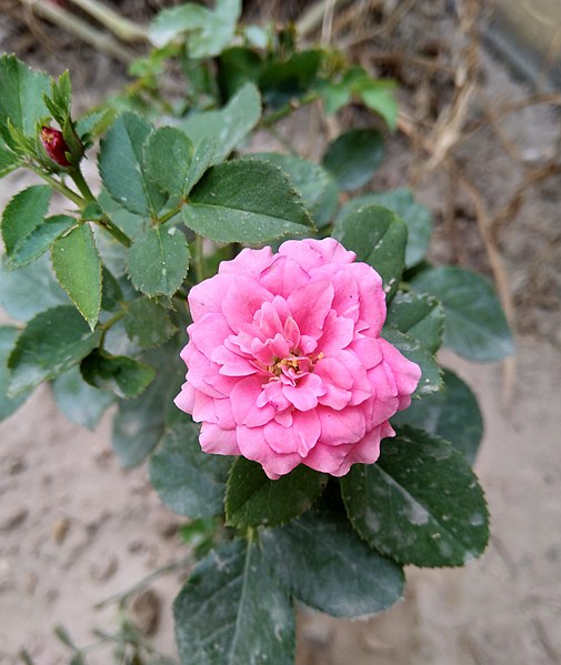 File:Pink rose 4.jpg