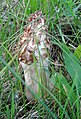 Morchella crassipes