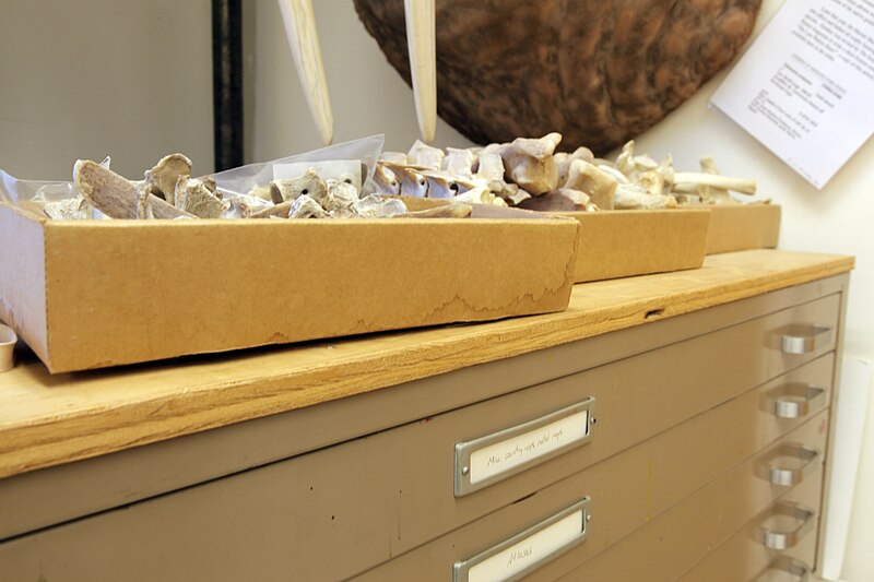 File:Specimen drawers and bones in mammalogy collection.jpg