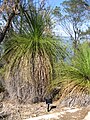 Xanthorrhoea preissii