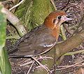 Orange-headed thrush