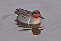 Green-winged teal