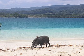 Babi hutan lagi cari makan siang di pulau peucang yang berada di Taman nasional ujung kulon, Jawa Barat