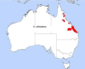 Description de l'image Distribution_Corymbia_citriodora.jpg.