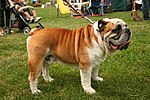 Vorschaubild für Englische Bulldogge