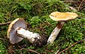 Cortinarius varius