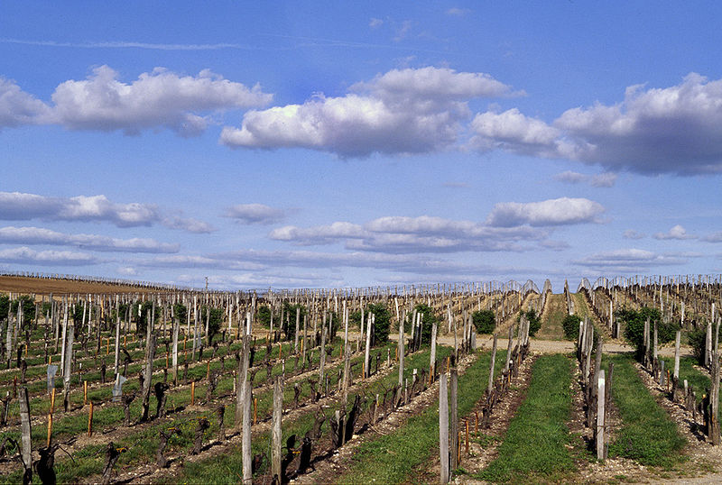 File:Vignes Figeac.jpg