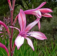 Watsonia pyramidata, com corola tubular.