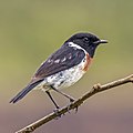 55 Madagascar stonechat (Saxicola sibilla) male uploaded by Charlesjsharp, nominated by Charlesjsharp,  19,  0,  0