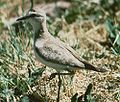 Mountain plover