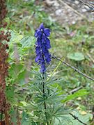 Aconitum compactum (9896365834).jpg