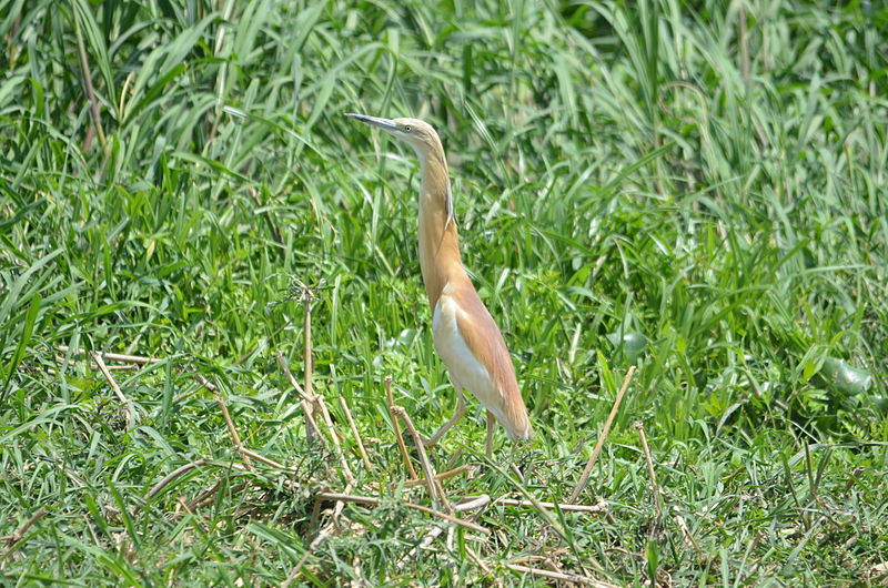 File:Ardeola ralloides at abbassa by Hatem Moushir 1.JPG