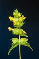 64 Bloemen van een Ratelaar (Rhinanthus) 13-06-2021. (d.j.b) uploaded by Famberhorst, nominated by Famberhorst,  15,  0,  0