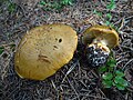 Cortinarius elegantior