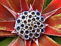 Fascicularia (es)