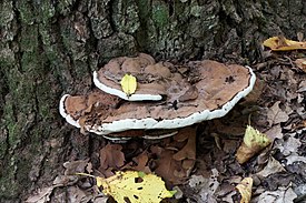 Трутовик плоский (Ganoderma applanatum)