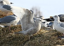 Larus glaucoides DrydenNY.jpg