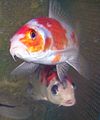 Young Japanese Koi Carps (Posted on: June 30, 2007)